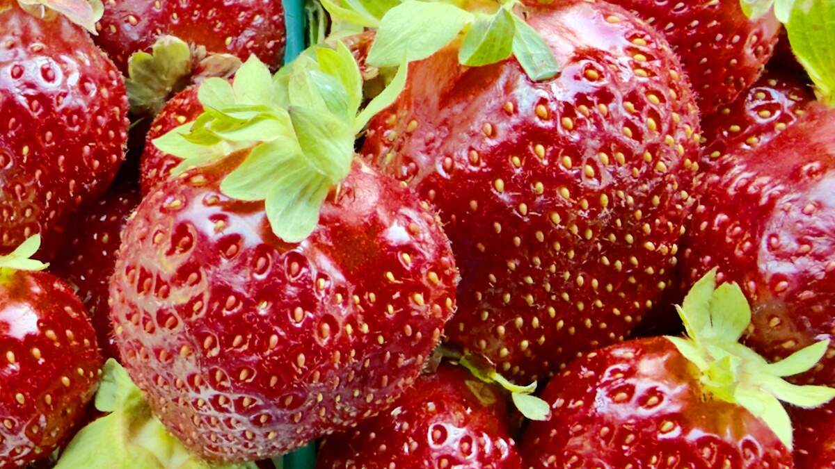 Ripe strawberries from S-T Strawberries, on Jackson Road. Ripe strawberries from S-T Strawberries, on Jackson Road.